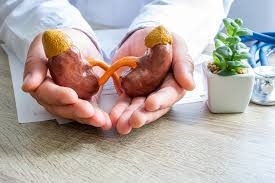 Best Nephrologist in Noida: Expert Kidney Care & Treatment Guide