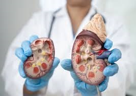 Affordable Kidney Specialist in Noida: Expert Nephrology Services
